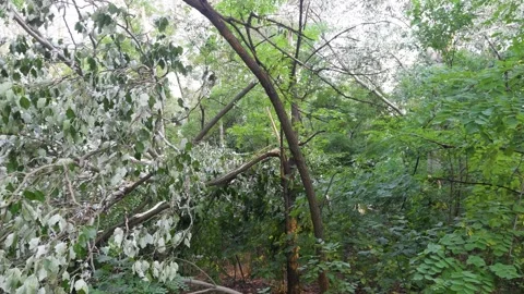 Fallen trees and broken branches after a storm and strong wind, creating a .. Stock Footage 314280754