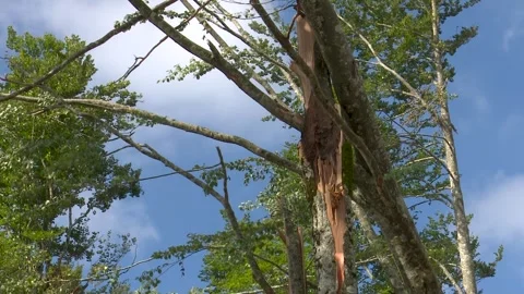 Fallen trees and broken branches after tornado damage in Entzia forest Vídeo Stock 329613776