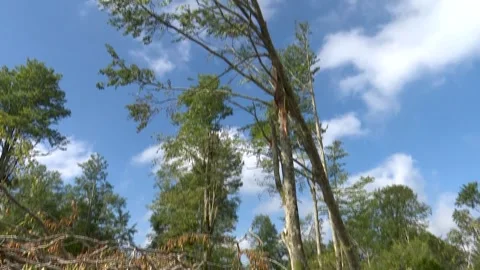 Fallen trees and broken branches after tornado damage in Entzia forest Vídeo Stock 329613777