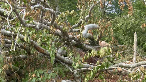 Fallen trees and broken branches after tornado damage in Entzia forest 库存影片 329613778