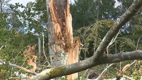 Fallen trees and broken branches after tornado damage in Entzia forest Видео 329613779