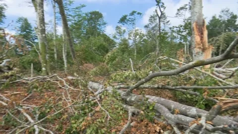 Fallen trees and broken branches after tornado damage in Entzia forest Видео 329613781