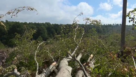 Fallen trees and broken branches after tornado damage in Entzia forest 스톡 동영상 329613782
