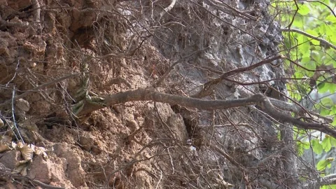 Fallen trees and broken branches after tornado damage in Entzia forest Видео 329613783