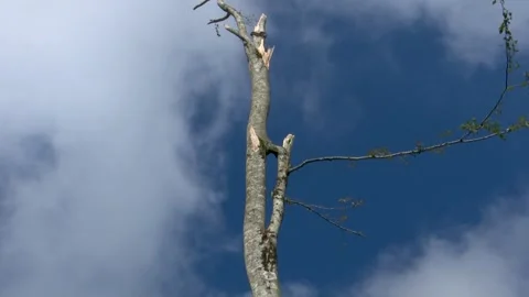 Fallen trees and broken branches after tornado damage in Entzia forest 스톡 동영상 329613784