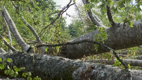 Fallen trees and broken branches after tornado damage in Entzia forest Stockbeeldmateriaal 329613786