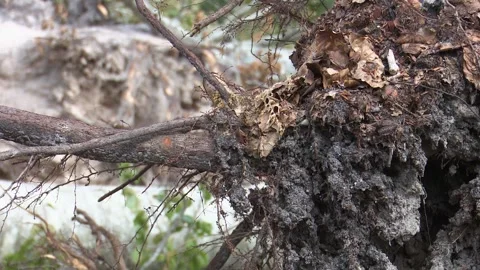Fallen trees and broken branches after tornado damage in Entzia forest Vídeos de archivo 329613790