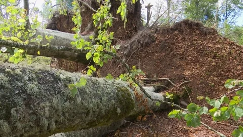 Fallen trees and broken branches after tornado damage in Entzia forest Видео 329613791