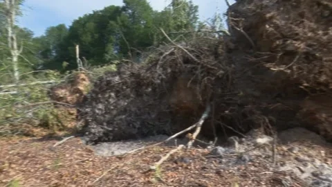 Fallen trees and broken branches after tornado damage in Entzia forest Видео 329613792