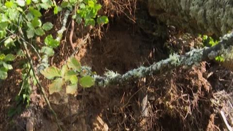 Fallen trees and broken branches after tornado damage in Entzia forest 스톡 동영상 329613793