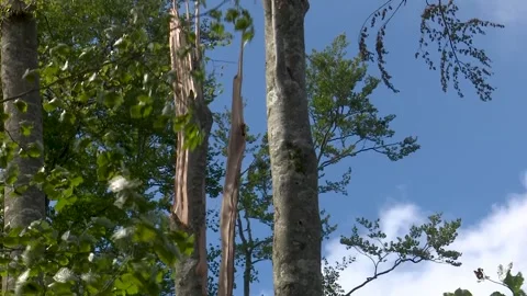 Fallen trees and broken branches after tornado damage in Entzia forest Stock Footage 329613794