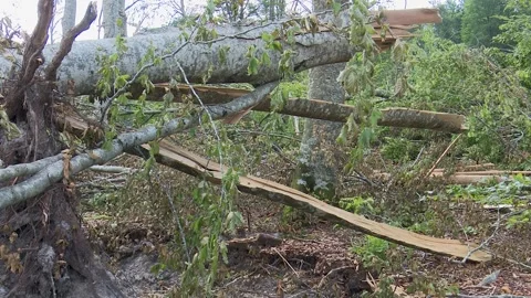 Fallen trees and broken branches after tornado damage in Entzia forest Видео 329613799