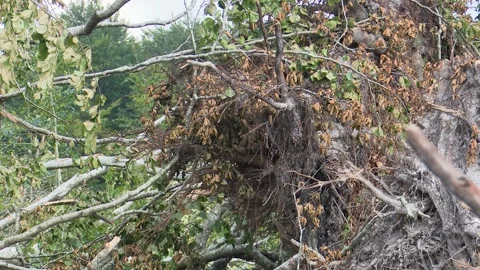Fallen trees and broken branches after tornado damage in Entzia forest Stockbeeldmateriaal 329613800