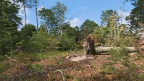 Fallen trees and broken branches after tornado damage in Entzia forest 스톡 동영상 329613801