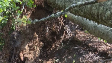 Fallen trees and broken branches after tornado damage in Entzia forest Stockbeeldmateriaal 329613810