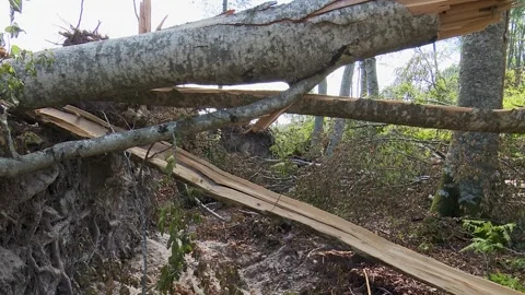 Fallen trees and broken branches after tornado damage in Entzia forest Vídeo Stock 329613812