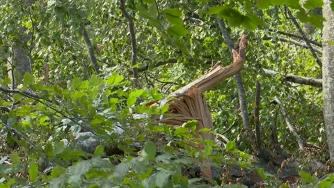 Fallen trees and broken branches after tornado damage in Entzia forest Видео 329613815