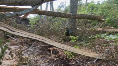 Fallen trees and broken branches after tornado damage in Entzia forest Video stock 329613817
