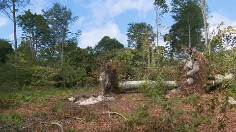 Fallen trees and broken branches after tornado damage in Entzia forest Video stock 329613818
