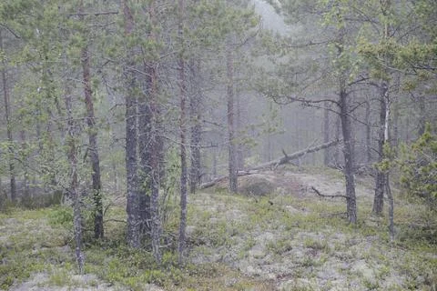 Fallen trees and moss with pine trees Stock Photos