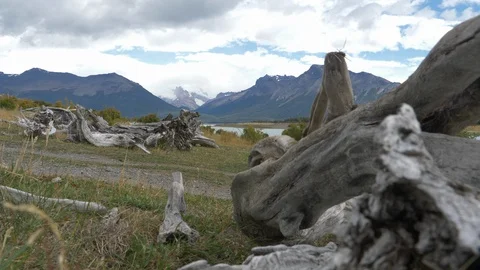 Fallen trees and mountains in beautiful Patagonia Stock Footage 112580966