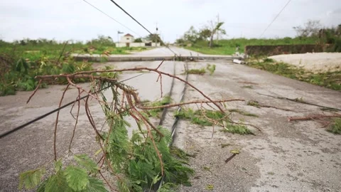 Fallen trees and power lines with cables after a tropical hurricane. Aftermath Stock Footage 219234695
