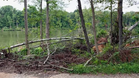 Fallen Trees and Storm Damage Along Lake Shoreline Stock Footage 345345247