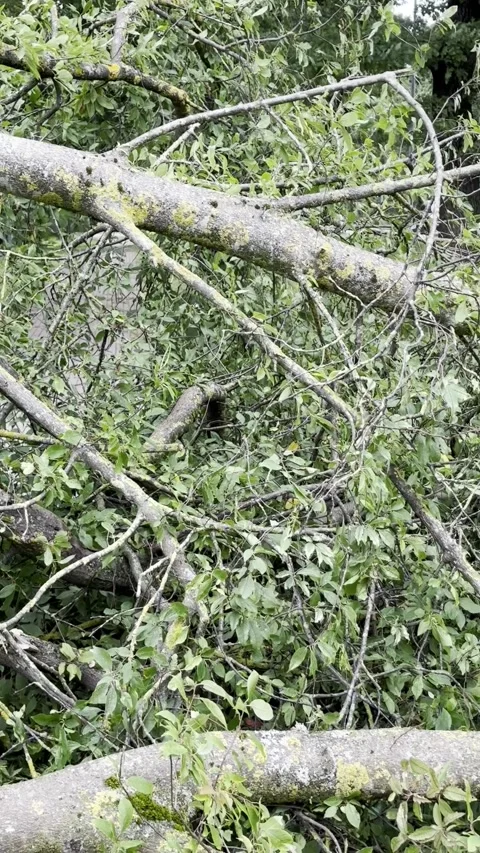 Fallen Trees and Tangled Broken Branches in Green Woodland, Vertical Video Stock Footage 345043120