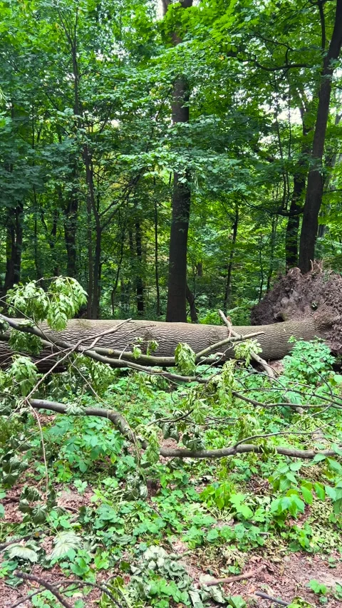 Fallen trees and torn out massive roots block a pathway Stock Footage 339691062