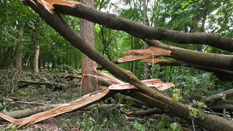 Fallen trees and torn out massive roots block a pathway Stock Footage 340209233