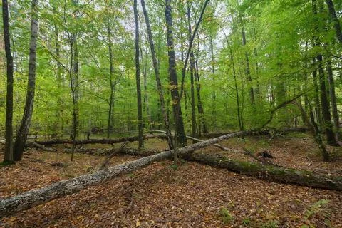 Fallen trees in the autumn forest Stock Photos