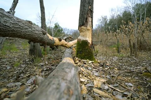 Fallen Trees with Beaver Gnaw Marks in a Forest Stock Photos