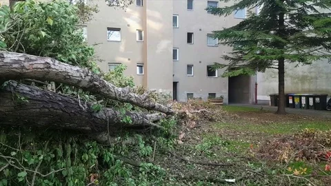 Fallen trees in Berlin building courtyard after Xavier wind storm, Germany 스톡 동영상 81854793