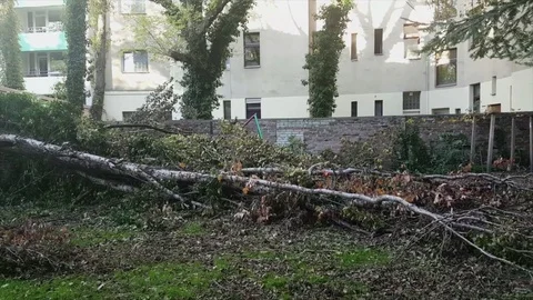 Fallen trees in Berlin building courtyard after Xavier wind storm, Germany Vídeos de archivo 81854799