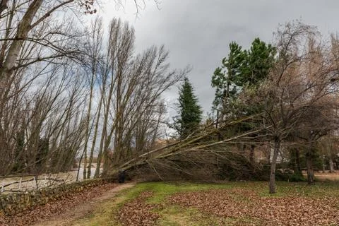 Fallen trees blocking a path in a park after a winter storm in Spain Stock Photos