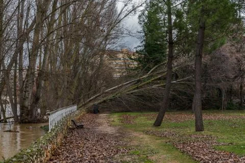 Fallen trees blocking a path in a park after a winter storm in Spain Stock Photos