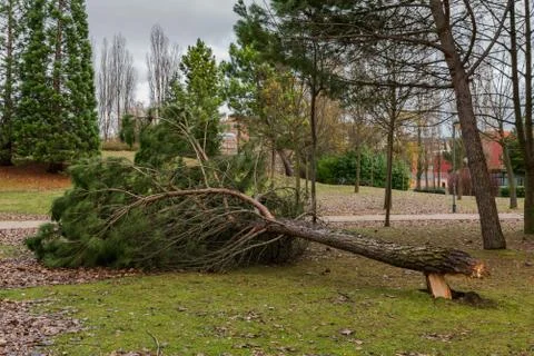 Fallen trees blocking a path in a park after a winter storm in Spain Stock Photos