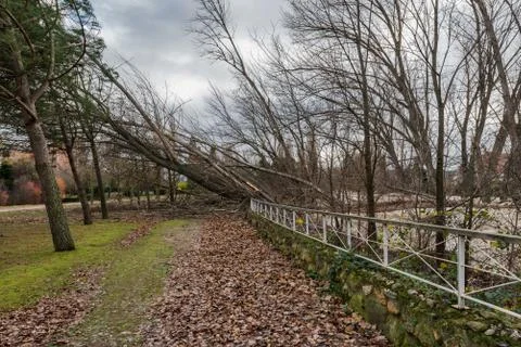 Fallen trees blocking a path in a park after a winter storm in Spain Stock Photos