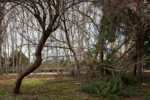 Fallen trees blocking a path in a park after a winter storm in Spain Stock Photos