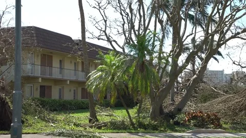 Fallen trees branches next to street in Florida after hurricane Irma Stock Footage 81534782