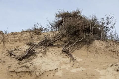 Fallen trees, break-off edge, dunes, LLanddwyn Bay, Newborough, Isle of Stock Photos