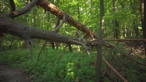 Fallen trees with broken branches stretch over sparse vegetation Stockbeeldmateriaal 145883545