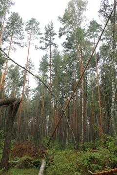 Fallen trees broken in the forest. Aftermath storm Stock Photos