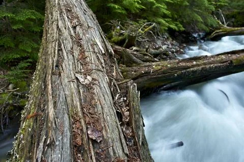 Fallen trees closeup. logs and small river creek in montana. 库存照片