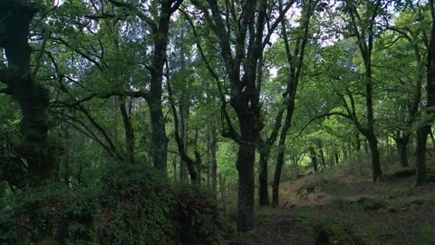 Fallen Trees Covered In Dense Moss. Pullback Shot Stock Footage 311575064
