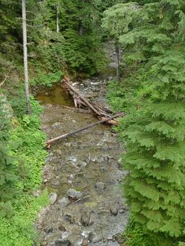 Fallen trees create natural bridges and obstacles in a pristine stream flow.. Stock Photos