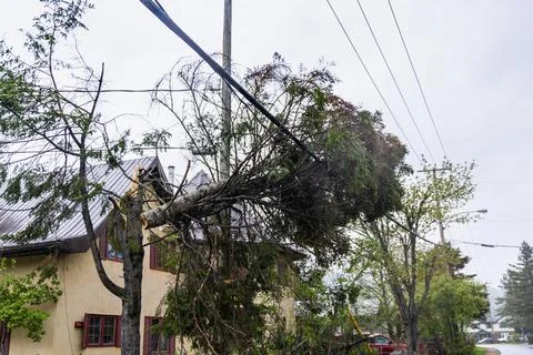 Fallen trees damage power lines in storm Stock Photos