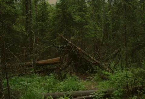 Fallen trees in a dark forest Stock Photos