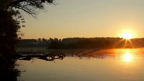Fallen trees in dawn mist on the river Stock Footage 97894072