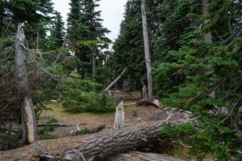 Fallen Trees in the Dense, Enchanting Forest of Olympic National Park. Foto stock